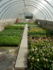 Production en serre